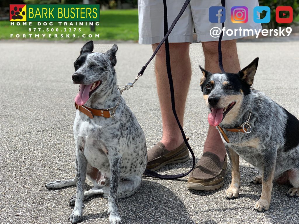 #blueheeler #speakdogchangeyourlife #dogsofbarkbusters #heelersofinstagram #barkbustersusa #fortmyersk9