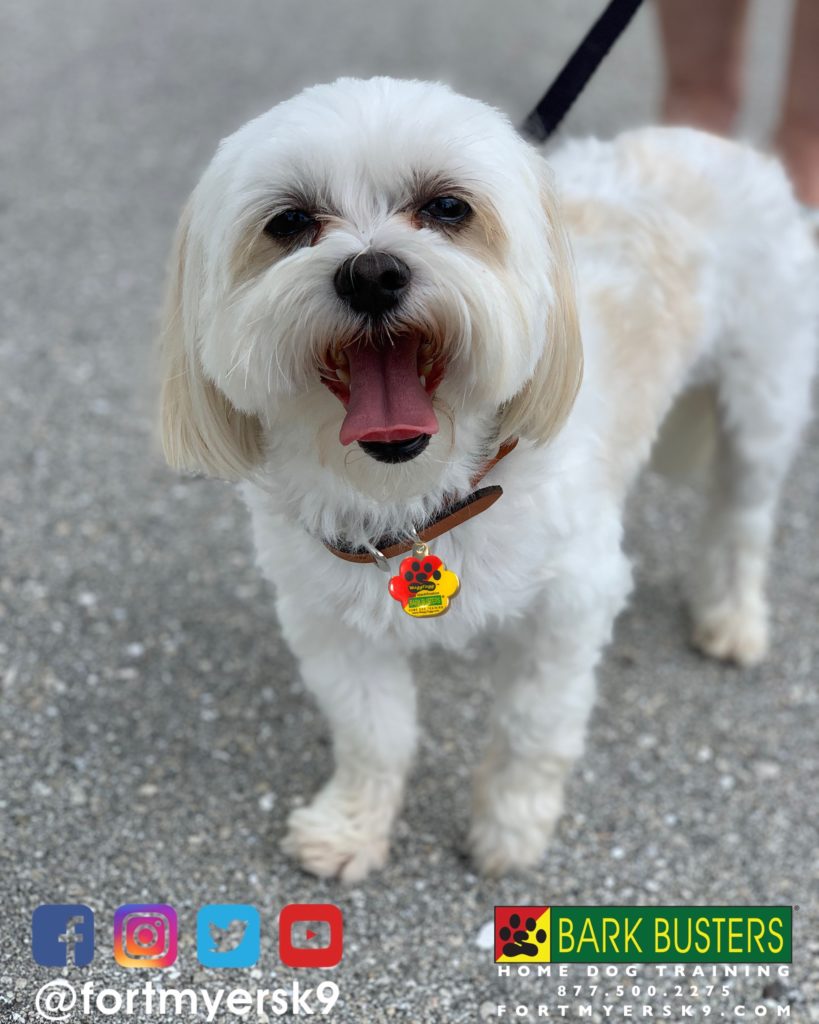 #dogsofbarkbusters #maltitzu #speakdogchangeyourlife