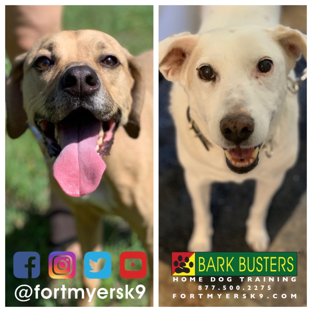 #dogsofbarkbusters. #siblingrivalry. #speakdogchangeyourlife. #fortmyersk9