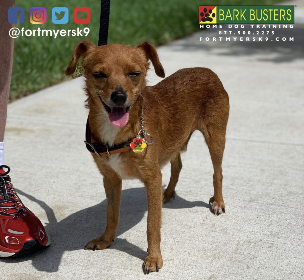 #dogsofbarkbusters #chiweenie #speakdogbarkbusters #speakdogchangeyourlife #chiweeniesofinstagram #barkbustersusa #fortmyersk9