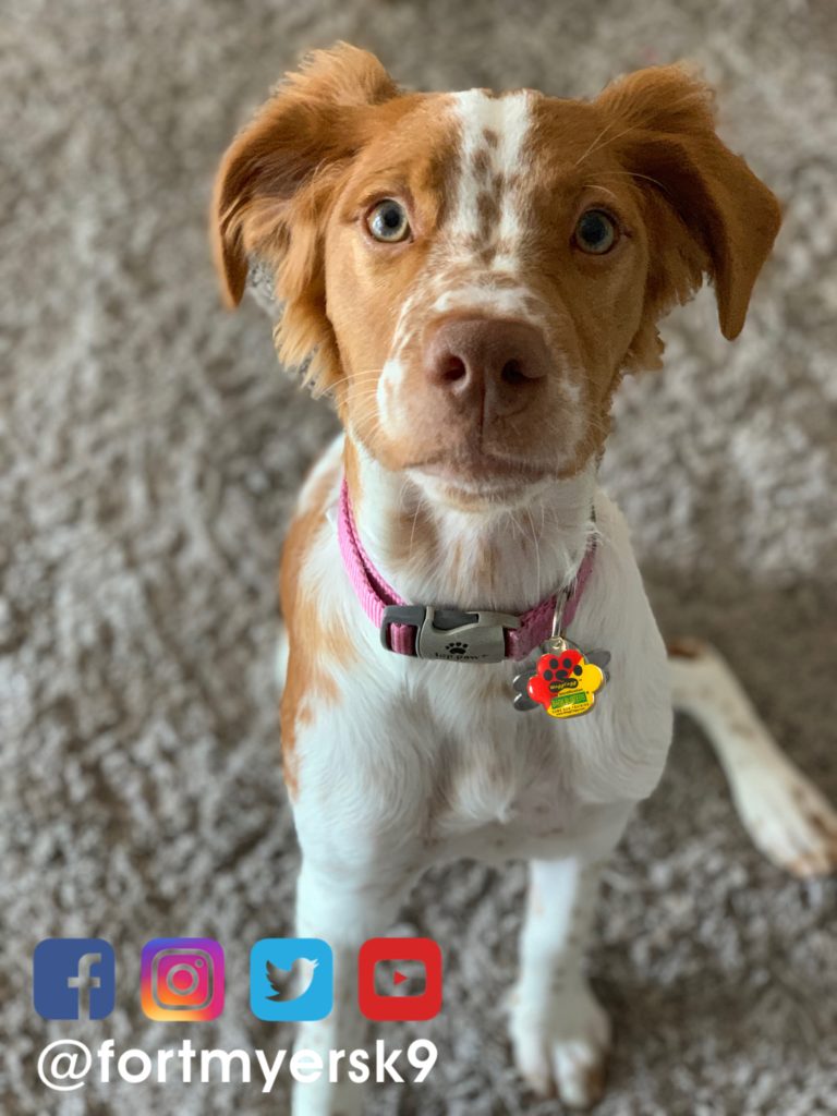 #brittanyspaniel. #dogsofbarkbusters. #fortmyersk9. #speakdogchangeyourlife