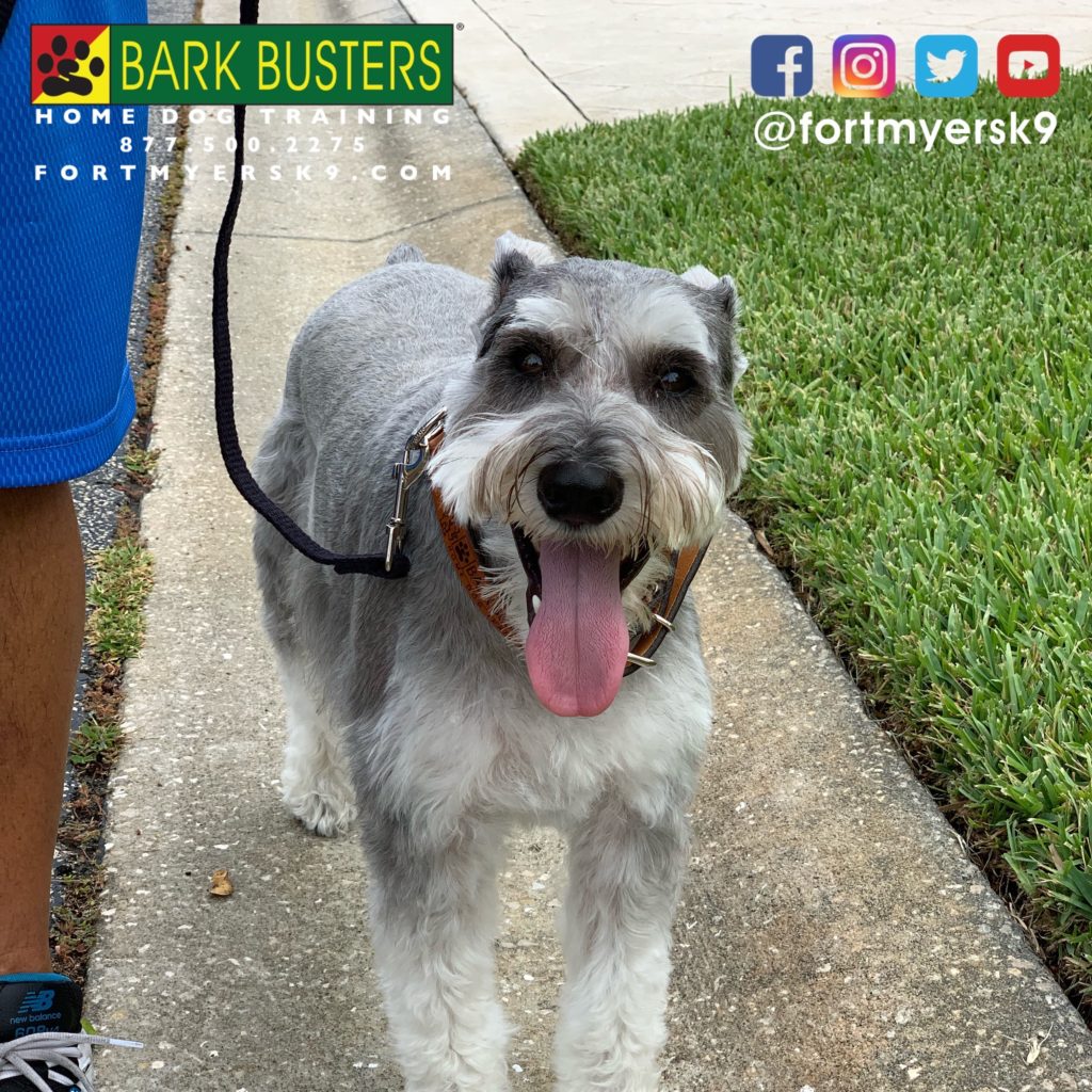 #speakdogchangeyourlife #miniatureschnauzer #dogsofbarkbusters #schnauzer #barkbustersusa #fortmyersk9