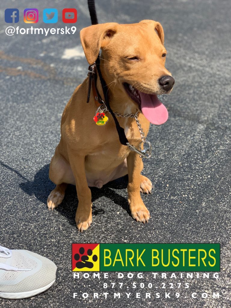 #chihuahuamix #speakdogchangeyourlife #dogsofbarkbusters #terriersofinstagram #heelermix #speakdogbarkbusters #barkbustersusa #fortmyersk9