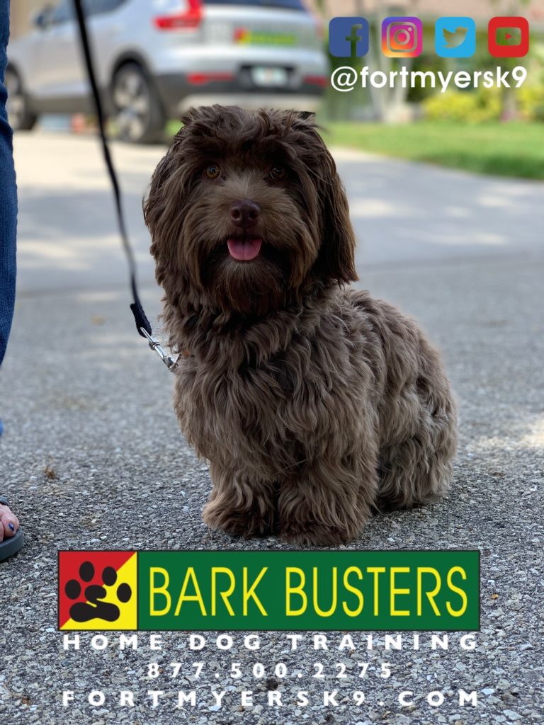 #dogsofbarkbusters #havanese #speakdogchangeyourlife #havaneseofinstagram #fortmyersk9 #barkbustersusa