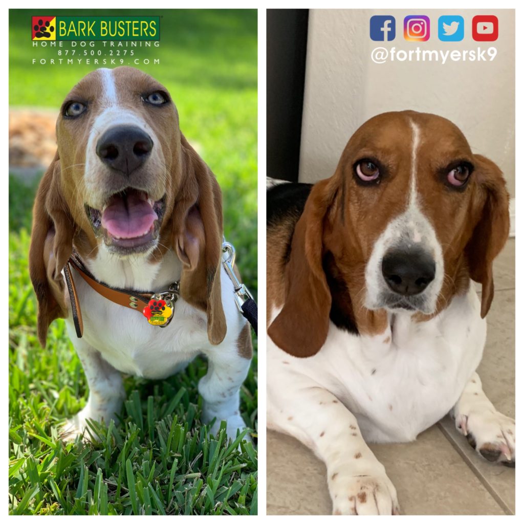 #speakdogchangeyourlife #bassethound #barkbustersusa #bassetthoundsofinstagram