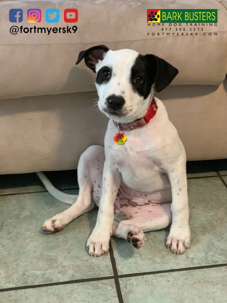 #pitmix #boxermix #chowmix #vislamix #terriermix #dogsofbarkbusters #barkbustersusa #fortmyersk9