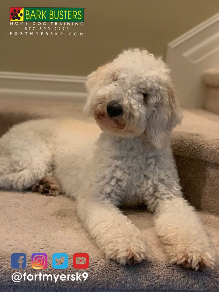 #groodle #dogsofbarkbusters #goldendoodles #speakdogbarkbusters #goldendoodlesofflorida #barkbustersusa #fortmyersk9 #speakdogchangeyourlife