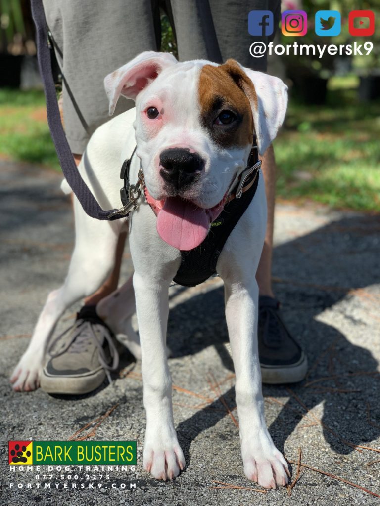 #dogsofbarkbusters #boxer #speakdogchangeyourlife #boxerpuppy #speakdogbarkbusters #boxersofinstagram #barkbustersusa #fortmyersk9