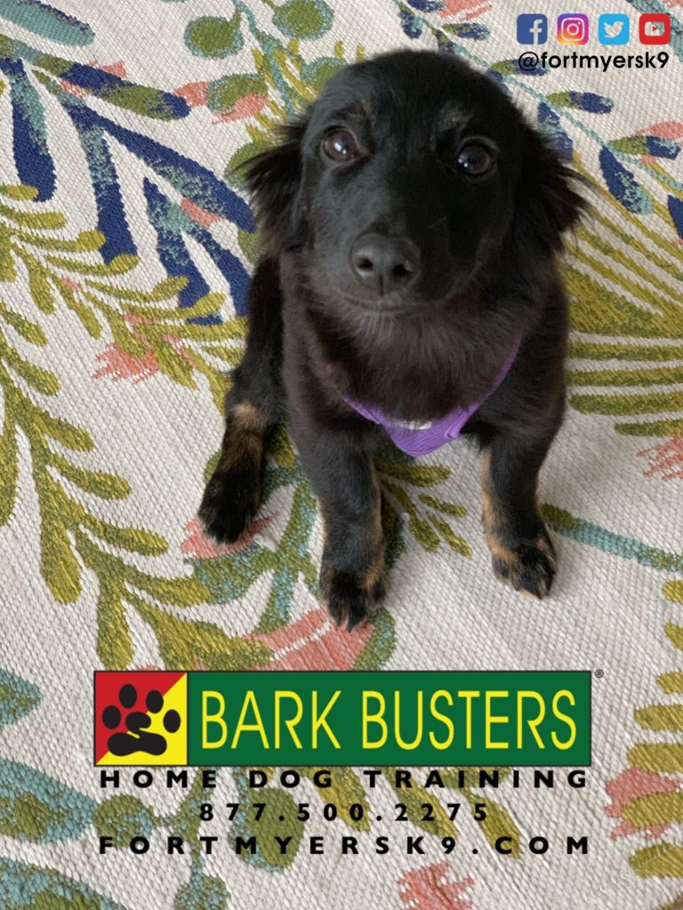 #miniaussie #dogsofbarkbusters #speakdogchangeyourlife