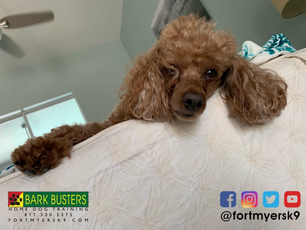 #speakdogbarkbusters #miniaturepoodle #speakdogchangeyourlife #miniaturepoodlesofinstagram #barkbustersusa #fortmyersk9 #dogsofbarkbusters