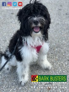 #minilabradoodle #dogsofbarkbusters #labradoodle #speakdogchangeyourlife #labradoodlesofinstagram #barkbustersusa #fortmyersk9
