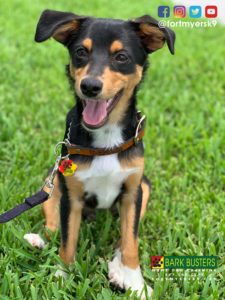 #muttsofinstagram #dogsofbarkbusters #speakdogchangeyourlife #barkbustersusa #fortmyersk9