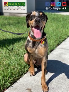#catahoulaleoparddog #dogsofbarkbusters #speakdogchangeyourlife #fortmyersk9