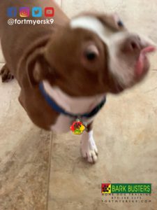 #bostonterrier #speakdogchangeyourlife #barkbustersusa #fortmyersk9 #dogsofbarkbusters