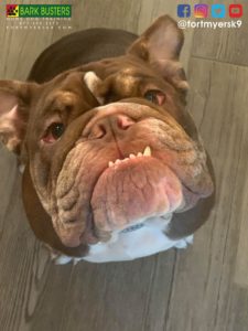 #keto #familyon3 #platinumfitness #dogsofbarkbusters #speakdogchangeyourlife #fortmyersk9