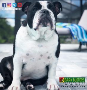 #cheatmeal #familyon3 #platinumfitness #dogsofbarkbusters #speakdogchangeyourlife #fortmyersk9