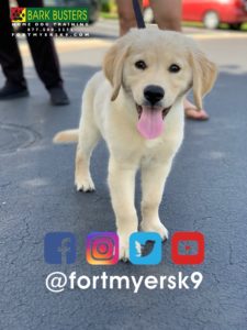 #speakdogchangeyourlife #goldenretriever #dogsofbarkbusters #goldenretrieverpuppy #speakdogbarkbusters #barkbustersusa #fortmyersk9