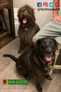 #labradoodle #labmix #leashtraining #dogaggression #speakdogchangeyourlife #barkbustersusa #fortmyersk9