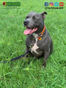 #bluenosepitbull #dogsofbarkbusters #pitbull #speakdogchangeyourlife #barkbustersusa #fortmyersk9