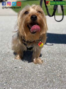 #stopbarking #barkbustersusa #yorkie #speakdogchangeyourlife #yorkiemix #fortmyersk9