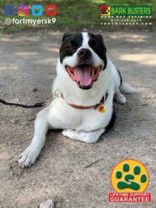 #bordercolliemix #speakdogchangeyourlife #dogsofbarkbusters #fortmyersk9