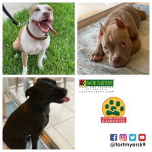 #pitmix #pocketbully #speakdogbarkbusters. #dogsofbarkbusters. #fortmyersk9