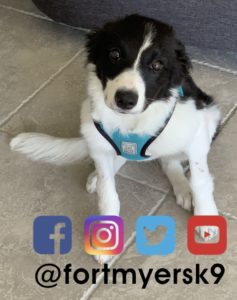 #bordercollie #speakdogchangeyourlife #bordercolliepuppy #barkbustersusa #dogsofbarkbusters #fortmyersk9