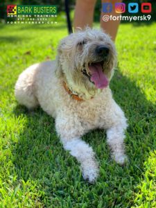 #scwt. #dogsofbarkbusters. #softcoatedwheatenterrier