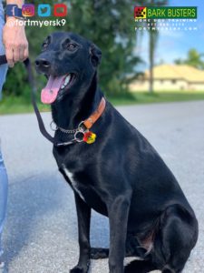 #malinois #dogsofbarkbusters #belgianmalinois #speakdogchangeyourlife #barkbustersusa #fortmyersk9