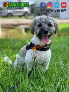 #maltipoo #dogsofbarkbusters #speakdogchangeyourlife #barkbustersusa #fortmyersk9