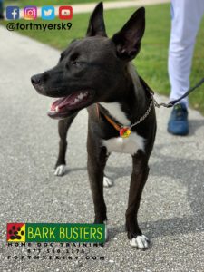 #labsky #dogsofbarkbusters #speakdogchangeyourlife #barkbustersusa #fortmyersk9
