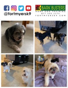 #dogsofbarkbusters. #fortmyersk9