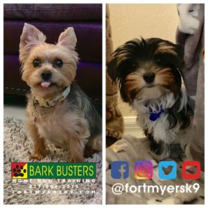 #morkie #biewerterrier #biewer #speakdogchangeyourlife #dogsofbarkbusters #fortmyersk9
