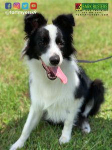 #bordercollie #bordercolliesofinstagram #speakdogchangeyourlife #dogsofbarkbusters #fortmyersk9
