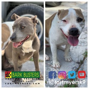 #pitbull #pibble #dogsofbarkbusters #fortmyersk9