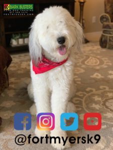 #sheepadoodle #dogsofbarkbusters #familyon3 #fortmyersk9