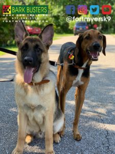 #gsd #germanshepherddog #germanshepherdpuppy #dogsofbarkbusters #speakdogchangeyourlife #barkbustersusa #fortmyersk9 #houndmix