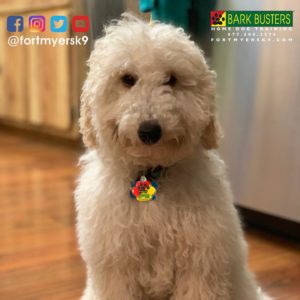 #miniaturepoodle #minigroodle #speakdogchangeyourlife #dogsofbarkbusters #fortmyersk9 #noprong #barkbustersusa