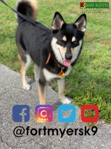 #pomsky #dogsofbarkbusters #speakdogchangeyourlife #barkbustersusa #fortmyersk9