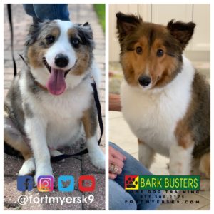 #miniaustralianshepherd #miniatureaustralianshepherd #sheltie #shetlandsheepdog #speakdogchangeyourlife #barkbustersusa #fortmyersk9