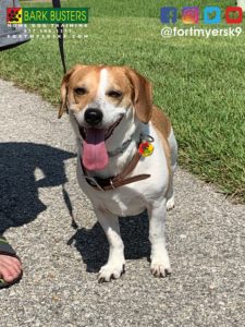 #aggression. #noprong. #dogsofbarkbusters. #fortmyersk9