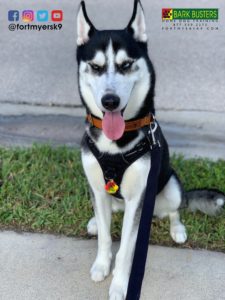 #husky. #dogsofbarkbusters. #speakdogchangeyourlife. #separationanxiety