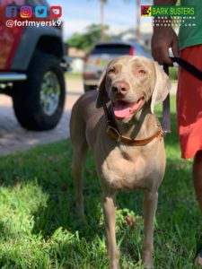 #weimaraner. #dogsofbarkbusters. #fortmyersk9