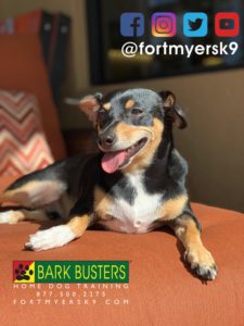 #jrtmix. #dogsofbarkbusters. #jackrussellmix. #chihuahuamix. #fortmyersk9. #speakdogchangeyourlife