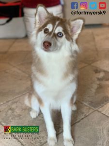 #pomsky. #dogsofbarkbusters. #fortmyersk9