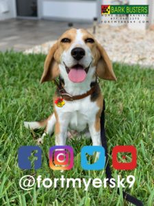 #beagle #speakdogchangeyourlife #barkbustersusa #dogsofbarkbusters #fortmyersk9