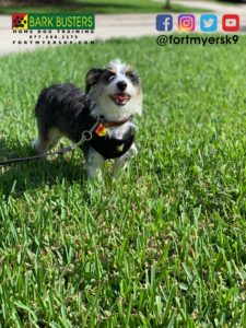 #terrier #dogsofbarkbusters #terriermix #speakdogchangeyourlife #barkbustersusa #fortmyersk9