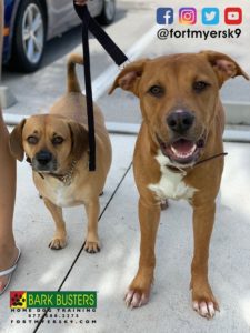 #puggle. #blackmouthcurmix #speakdogchangeyourlife #fortmyersk9