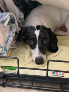 #dogsofbarkbusters. #miniaturedachshund. #fortmyersk9 #speakdogchangeyourlife