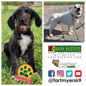 #greatgroodle #joserussellterrier. #dogsofbarkbusters #speakdogchangeyourlife #puppytraining #noprong #barkbustersusa #fortmyersk9